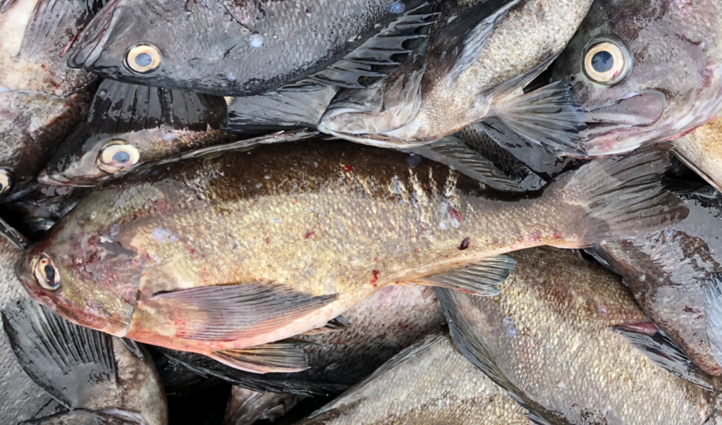 widow rockfish