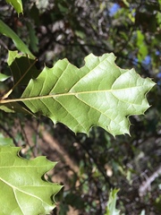 Quercus × ganderi