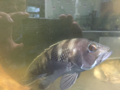 Centropristis striata