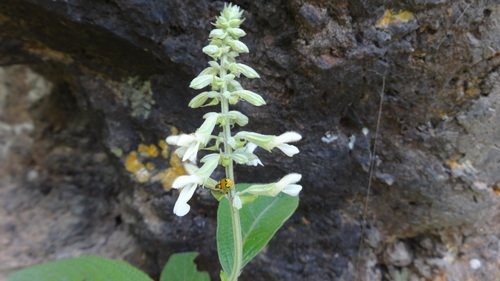 Wixarikan Sage (Salvia wixarika)