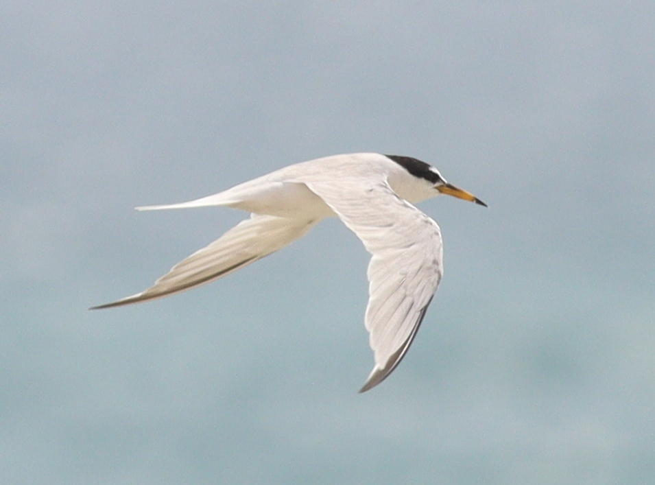 Saunders's Tern