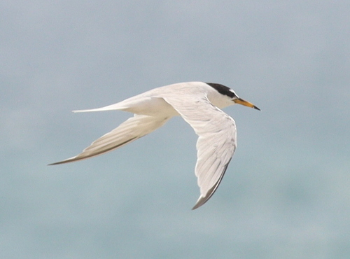 Saunders's Tern
