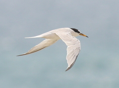 Saunders's Tern photo 1