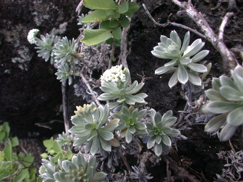 Heliotropium anomalum