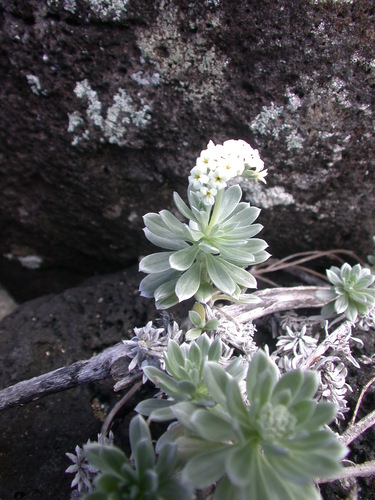 Heliotropium anomalum observed 2005-01-30