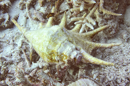 Giant Spider Conch — seen at this dive site