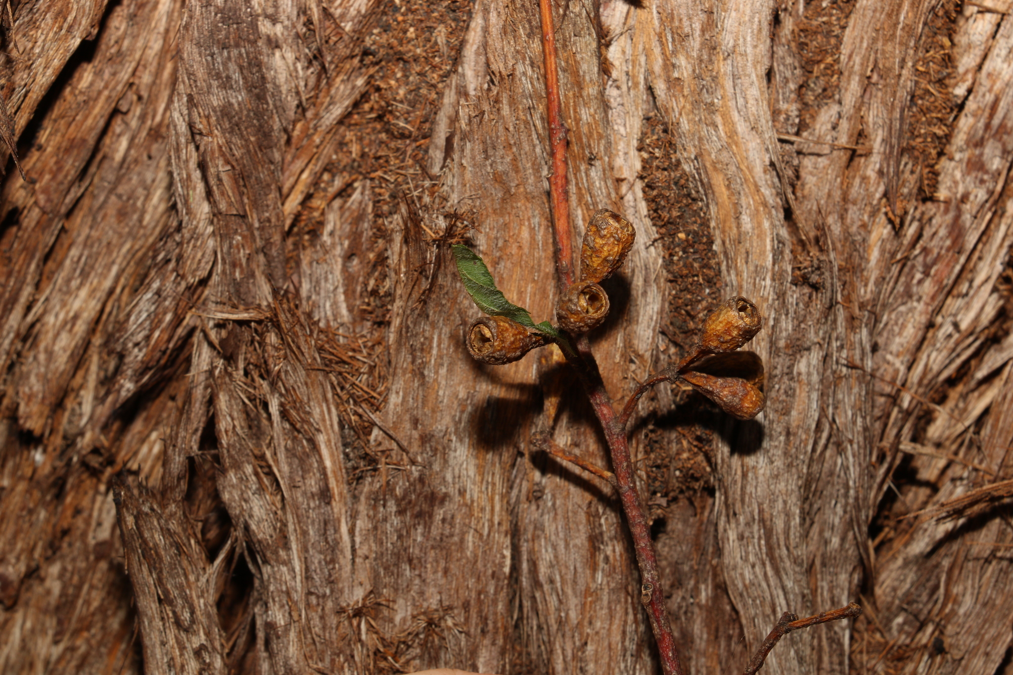 Eucalyptus microcorys