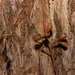 Eucalyptus microcorys - Photo (c) Greg Tasney, algunos derechos reservados (CC BY-SA), subido por Greg Tasney