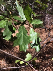 Quercus × ganderi