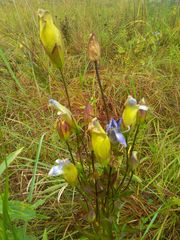 Gentianopsis crinita