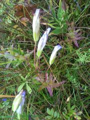 Gentianopsis crinita