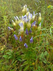 Gentianopsis crinita