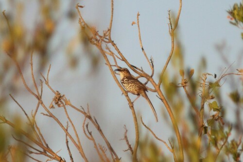 Ocellated Thrasher (Toxostoma ocellatum), photo 8