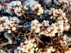 Eriogonum pulchrum