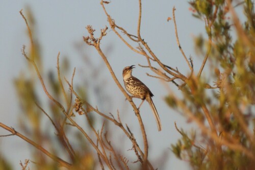 Ocellated Thrasher (Toxostoma ocellatum), photo 6
