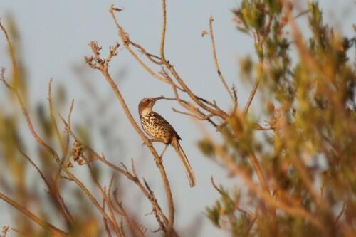 Ocellated Thrasher (Toxostoma ocellatum), photo 9