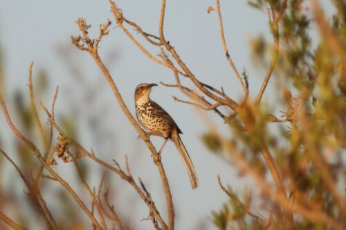 Ocellated Thrasher (Toxostoma ocellatum), photo 10