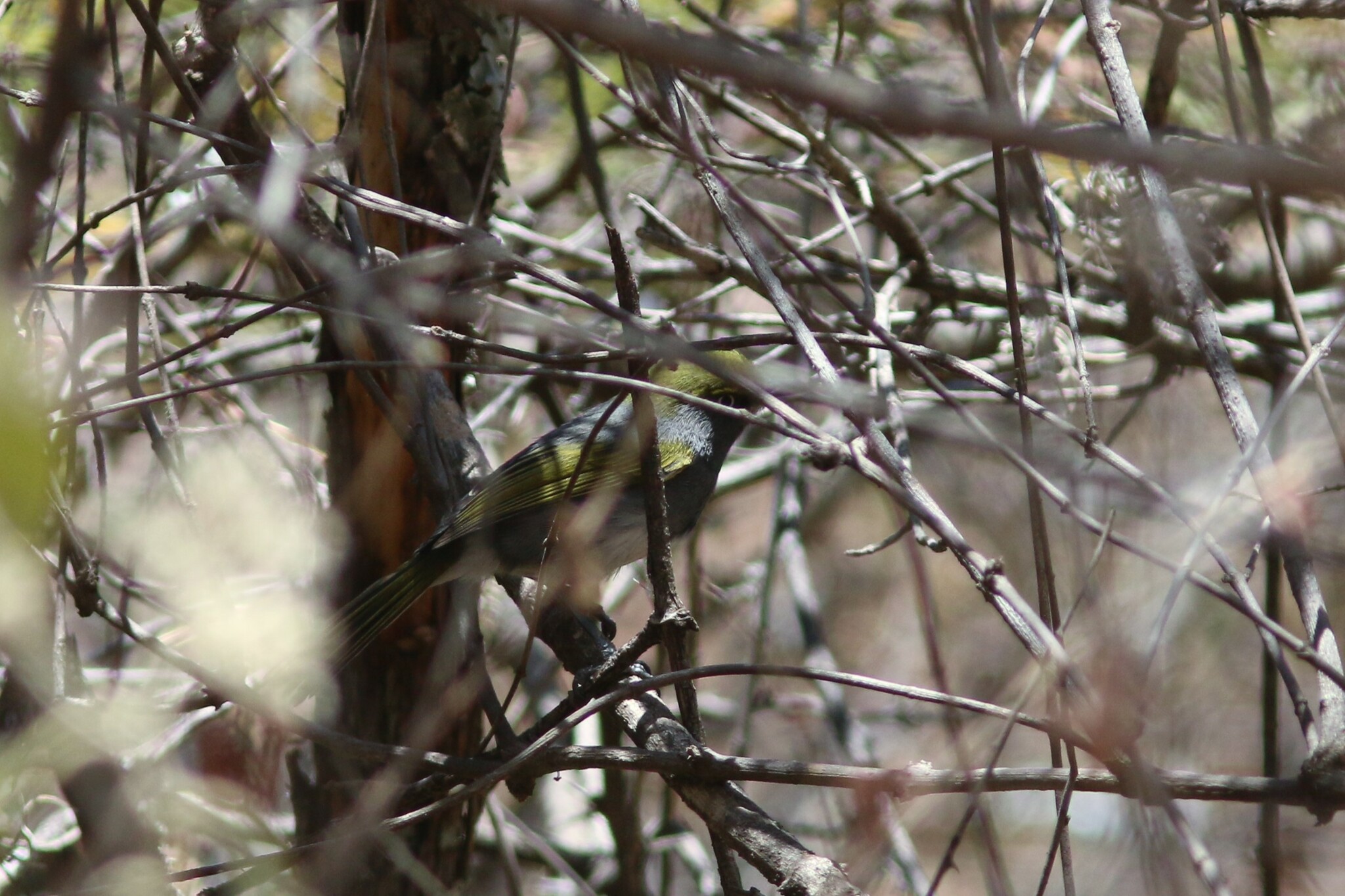 Slaty Vireo (Vireo brevipennis), photo 4