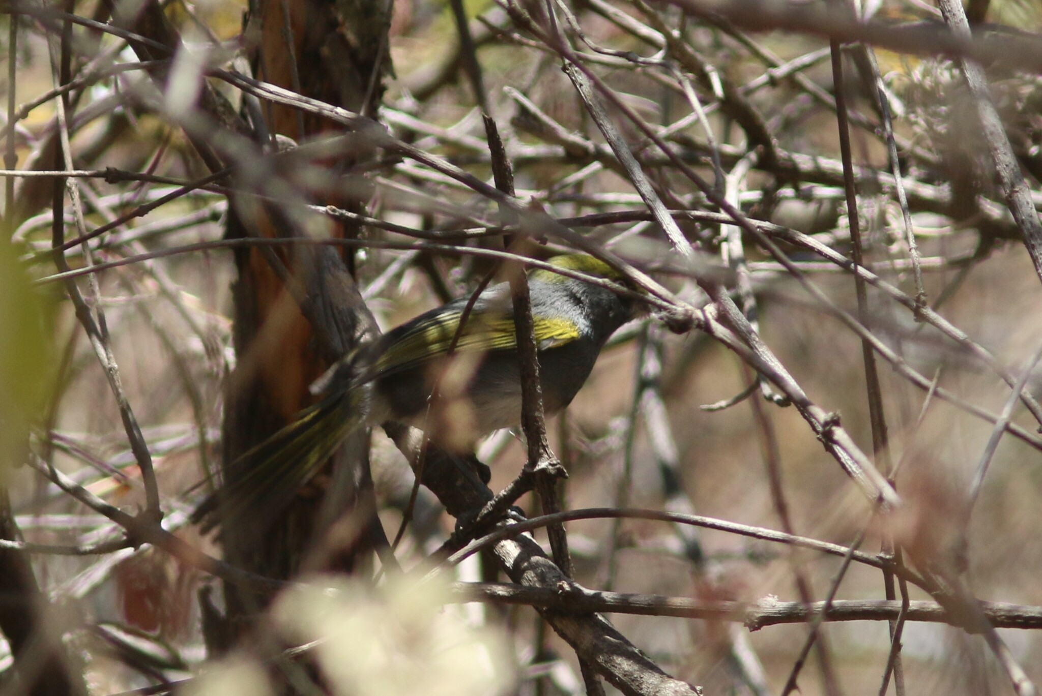 Slaty Vireo (Vireo brevipennis), photo 5