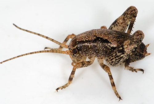 Arboreal Camel Cricket photo 3