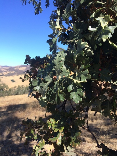 iNaturalist observation photo of valley oak