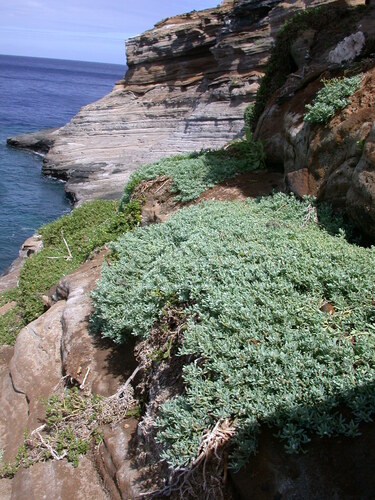 Heliotropium curassavicum observed 2002-07-07