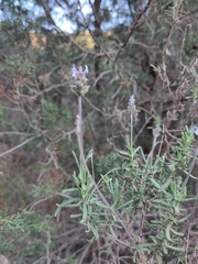 Lavandula dentata image