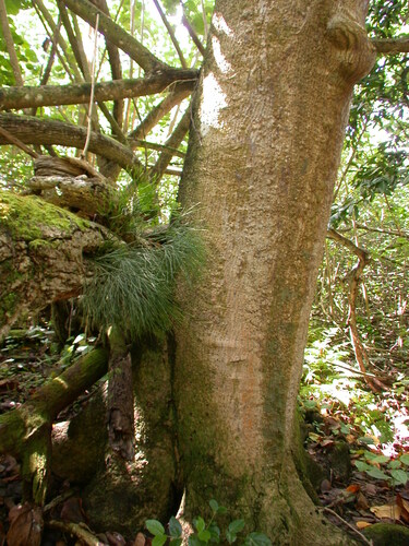 Hernandia nukuhivensis observed 2004-06-23