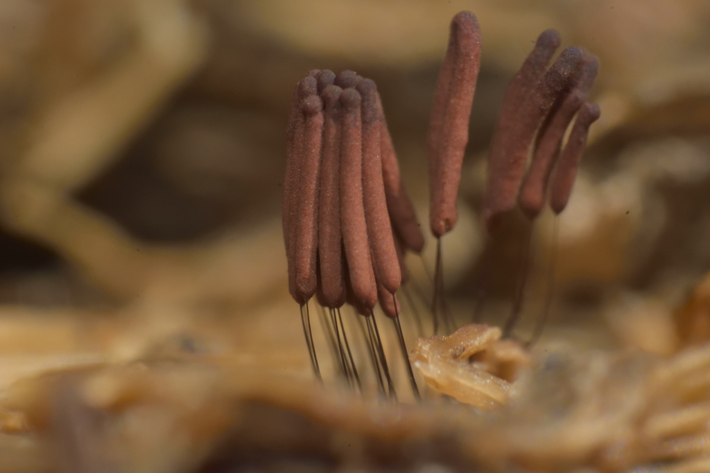 Stemonitis axifera