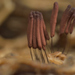 光孢髮網黏菌 - Photo 由 Ricardo Arredondo T. 所上傳的 (c) Ricardo Arredondo T.，保留部份權利CC BY-NC
