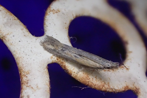 Mesophleps ochracella