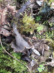 Craterellus