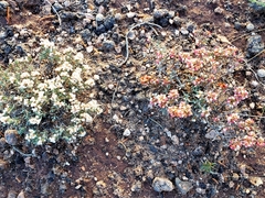 Eriogonum pulchrum