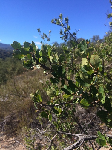 iNaturalist observation photo of Quercus berberidifolia × douglasii