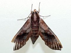 Enpinanga borneensis