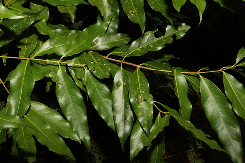 Image of Cinnamomum oliveri by (c) Greg Tasney, some rights reserved (CC BY-SA)