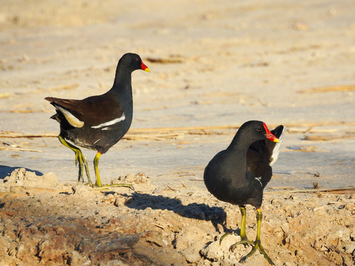 Eurasian Moorhen