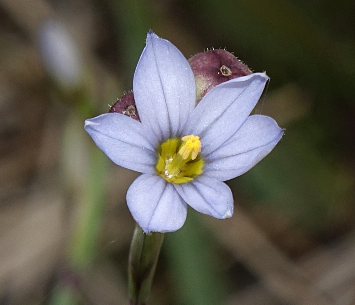 Sisyrinchium pallidum