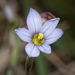 Sisyrinchium pallidum - Photo (c) FrontRangeWildflowers, some rights reserved (CC BY-NC), uploaded by FrontRangeWildflowers