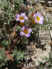 Phacelia bicolor