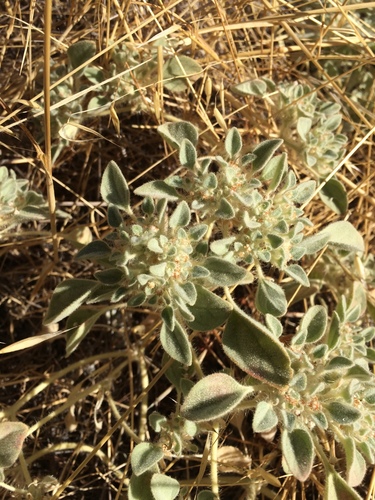iNaturalist observation photo of turkey mullein