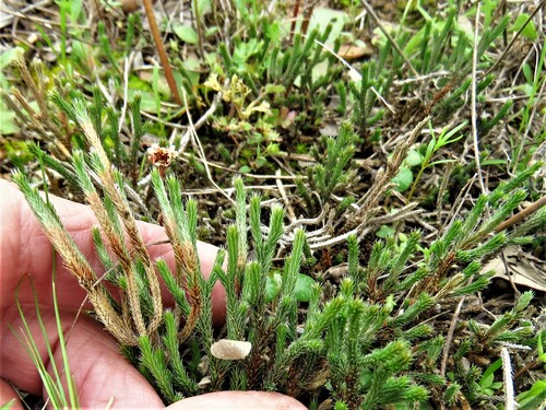 Image of Riddell's Spikemoss (Selaginella corallina) by (c) Annika Lindqvist, some rights reserved (CC BY)
