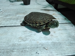 Trachemys hartwegi