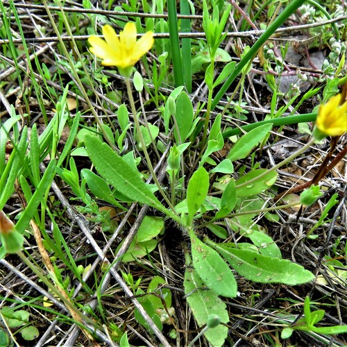 Image of Krigia occidentalis by (c) Annika Lindqvist, some rights reserved (CC BY)