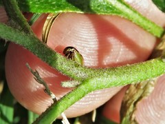 Ophiderma flavicephala