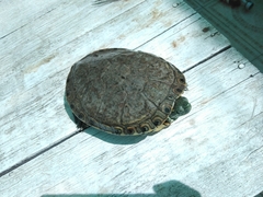 Trachemys hartwegi