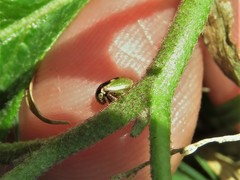 Ophiderma flavicephala