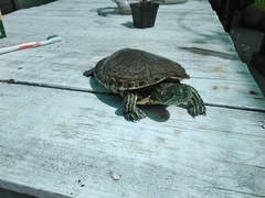 Trachemys hartwegi
