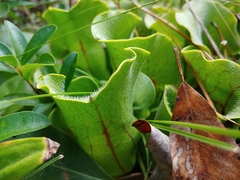 Sarracenia purpurea venosa