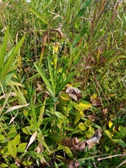 Sarracenia purpurea venosa